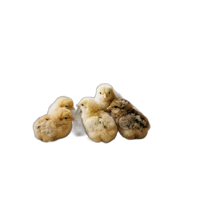 Baby Chicks